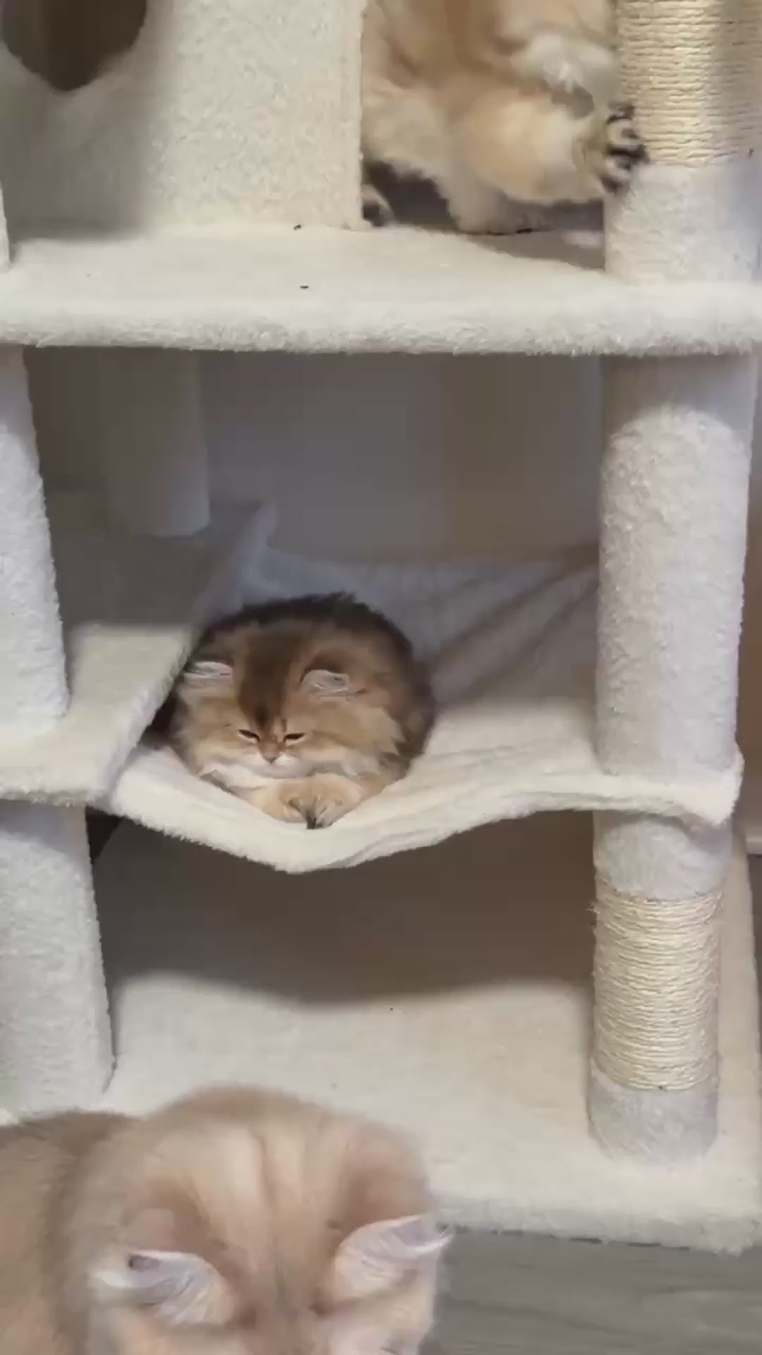 68 inch Multi-Level Cat Tree with Hammocks, Hanging Basket, Scratching Posts - Perfect for Multiple Cats