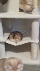 68 inch Multi-Level Cat Tree with Hammocks, Hanging Basket, Scratching Posts - Perfect for Multiple Cats